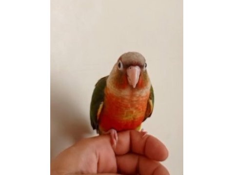 Yeni yeme düşmüş konur bebek