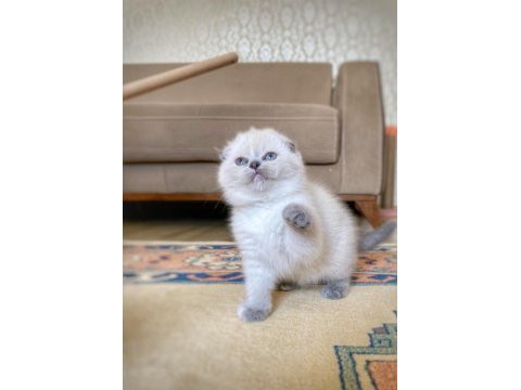 A kalite scottish fold dişi