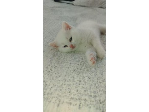 Pamuk british shorthair