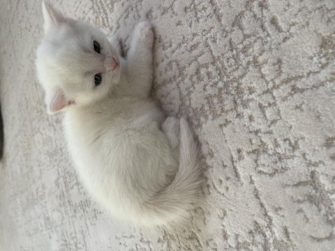 Yavru kedimiz yaklaşık 2 aylık