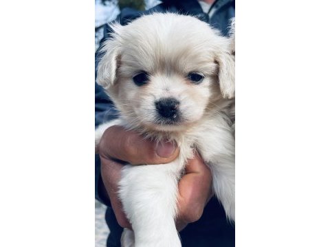 Bu sevimli maltipoo yavruları yeni yuvasını arıyor..