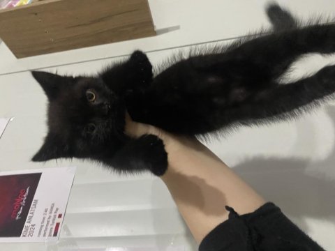 Kırma british shorthair
