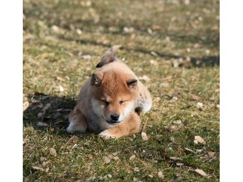 Minyatür shiba inu erkek yavru