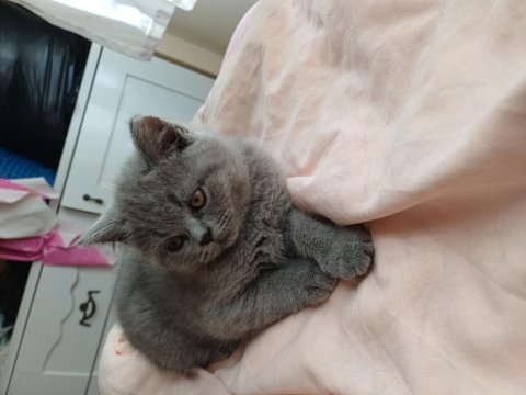 Yavru british shorthair