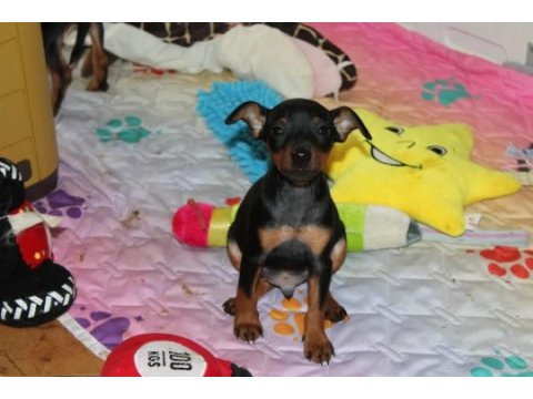 Ev üretimi pinscher bebeklerimiz