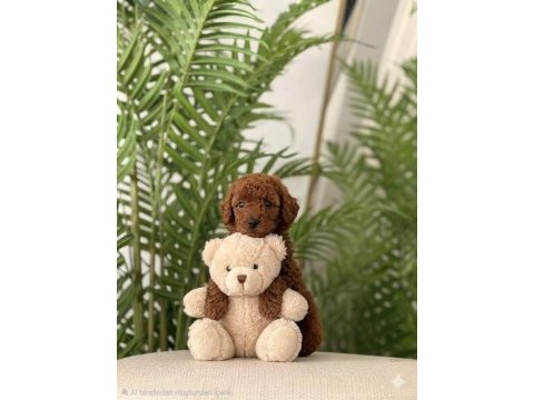 Toy poodle 2,5 aylık
