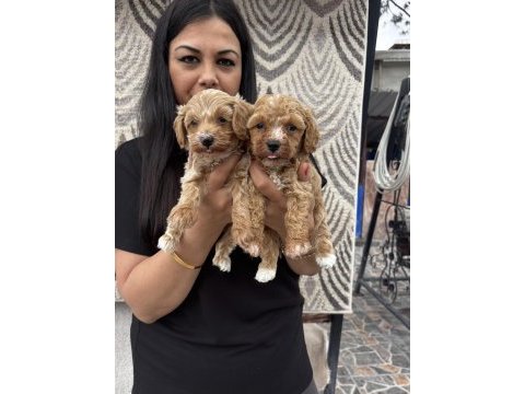 Ufacık maltipoo yavrularım