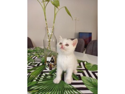 Konuşan kedi