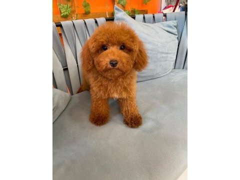 Red brown garantili toy poodle