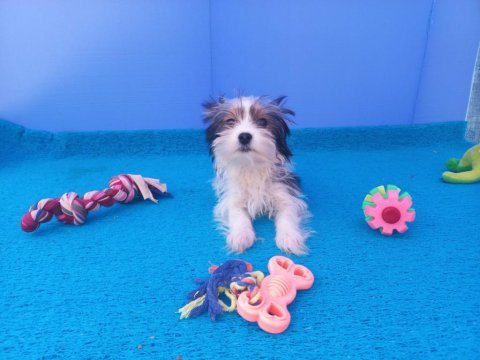 Neşe kaynağı morkie yavrularımız