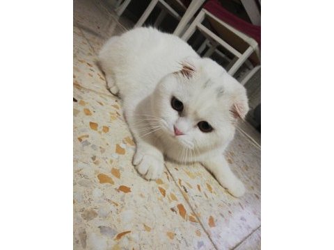 Scottish fold kedimizi çiftleştirme ilanı