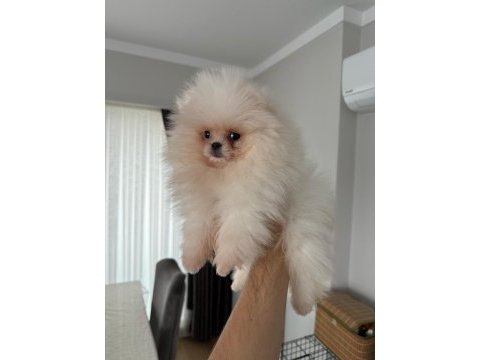 Ayı surat şecereli pomeranian yavrular