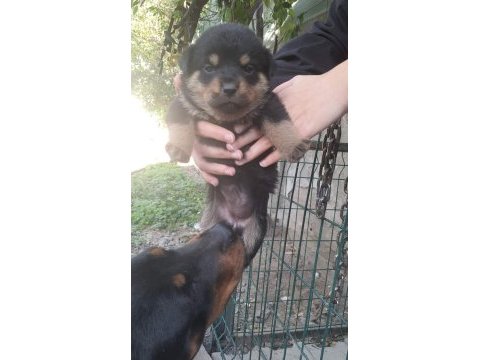 Rottweiler yavrular