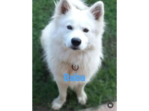Samoyed bebekler