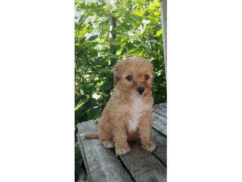 Maltipoo yavru