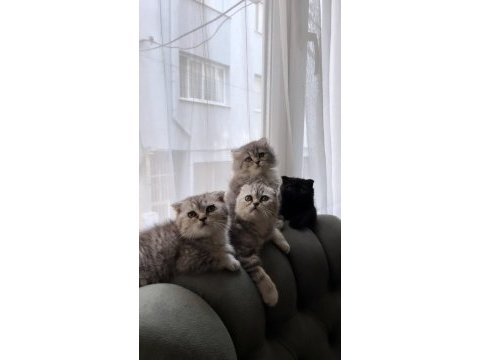 British ve scottish kırması kedilerim