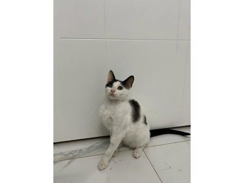 3,5 aylık yavru erkek kedimiz