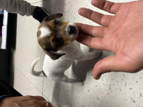 0 numara kısa bacak jack russell yeni evine gitmeye hazır