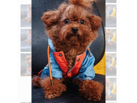 Kore yavrusu a kalite teacup red brown toy poodle yavrular