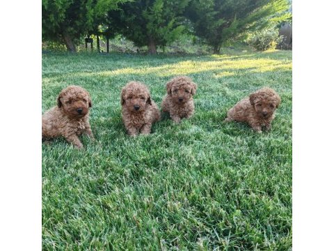 Ruhsatlı köpek çiftliğinden toy poodle yavruları