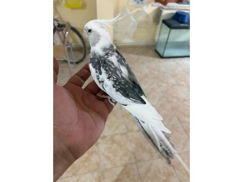Full evcil evlere maskot wf erkek sultan papağanı
