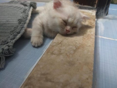 Scottish fold yavrular