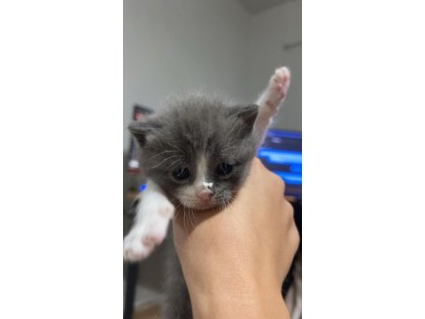 Ücretsiz sahiplendirme british shorthair kedimiz