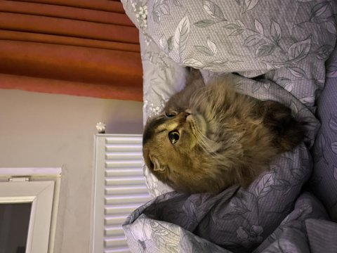 Scottish fold kedimiz 9 aylık