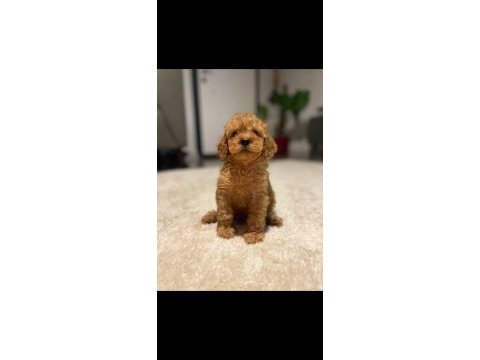 40 günlük poodle yavrularımız yeni sahiplerini bekliyor