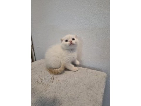 Kendi scottish fold bebeğimiz