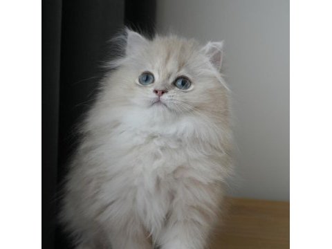 Safkan lilac golden british longhair erkek bebek