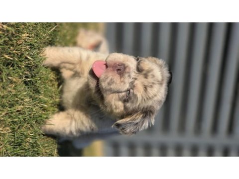 Big rope fluffy french bulldog yavrularım
