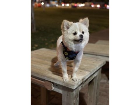 1 yaşında dişi pomeranian boo