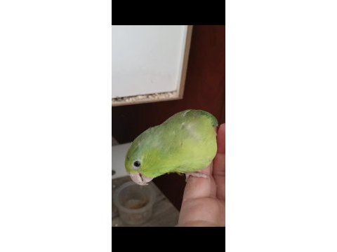 Evcil forpus papağanı