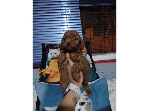 Toy poodle yavrularımız