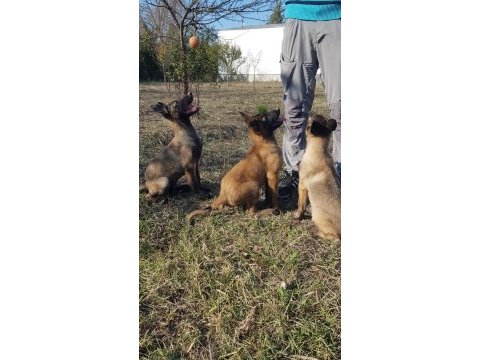Malinois yavrularımız safkan