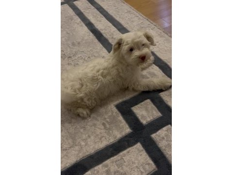 Yavru maltese terrier