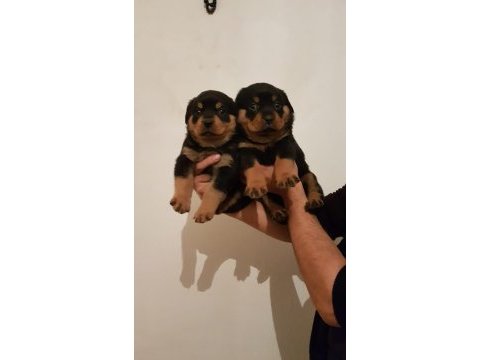 Irk garantili rottweiler yavrular