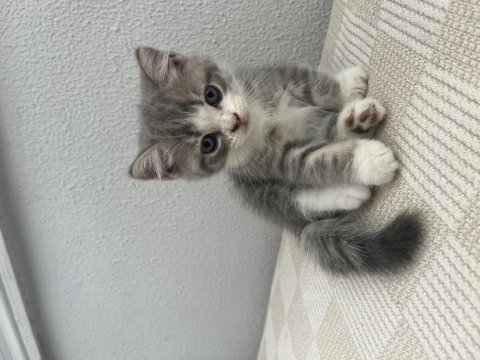 Brıtısh straight silver 1 dişi 2 erkek