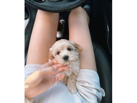 Üst kalite maltipoo yavrularım