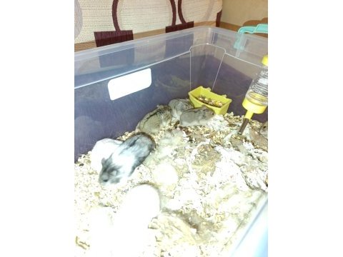 Gonzales hamster