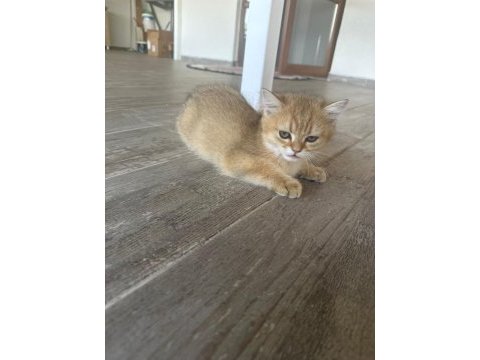 Golden british shorthair safkan 3 aylık