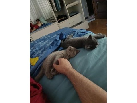 British shorthair yavrularıma kalıcı yuva arıyorum