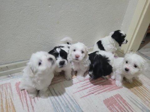 Yavru maltese terrier köpekler