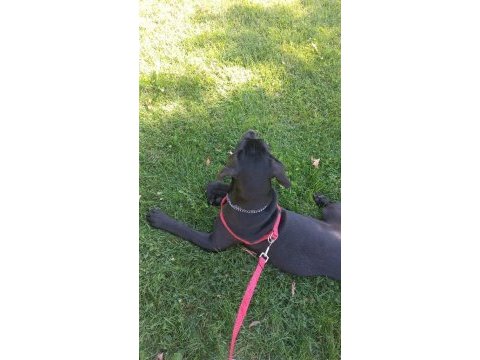 5 aylık cane corso