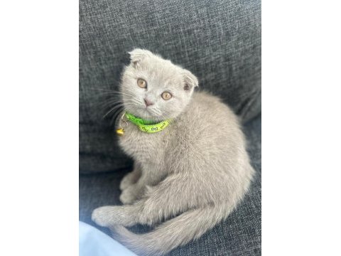 Scottish fold lilac yavrumuza yuva arıyoruz