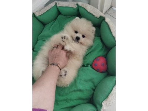 Pomeranian boo ayı surat