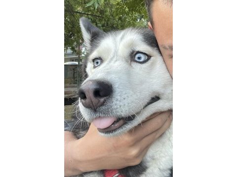 3 yaşında aşıları eğitimi tam husky