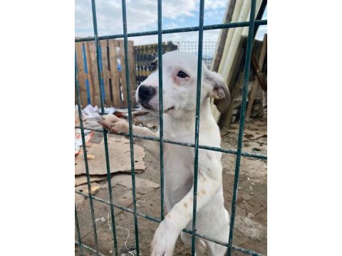 Jack russell melezleri için acil yuva sıcak yuvaları olsun