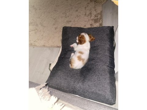 2 buçuk aylık cavalier king charles izmir
